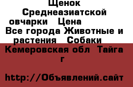 Щенок Среднеазиатской овчарки › Цена ­ 35 000 - Все города Животные и растения » Собаки   . Кемеровская обл.,Тайга г.